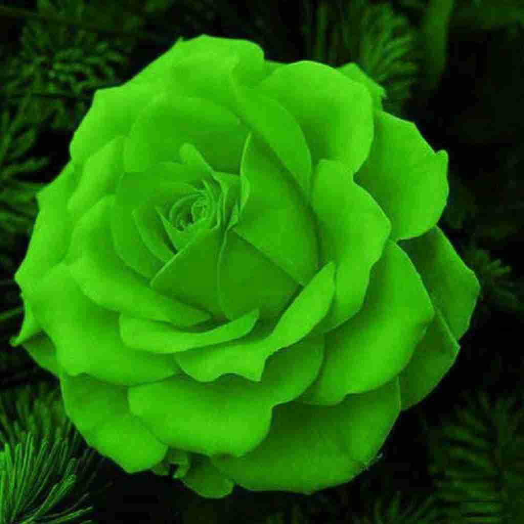 آی آی آی آی لولو یا لولو فی نونو