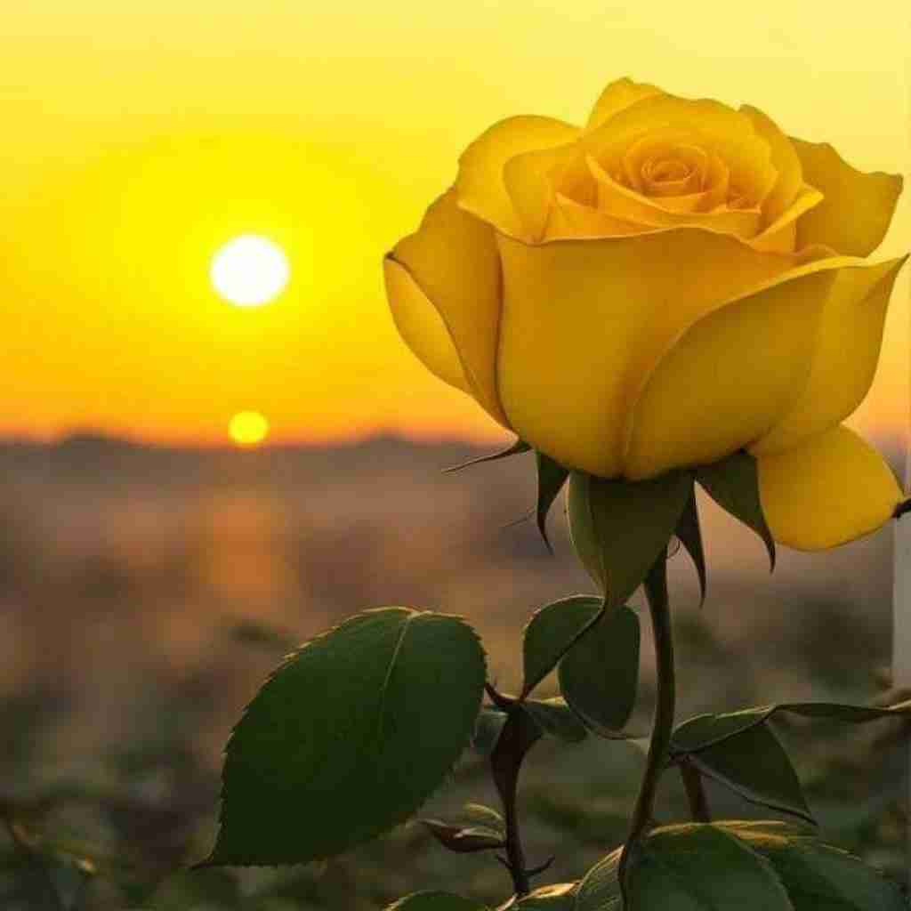 دختران من دختران صبر با چهره های غم ورژن اینستایی