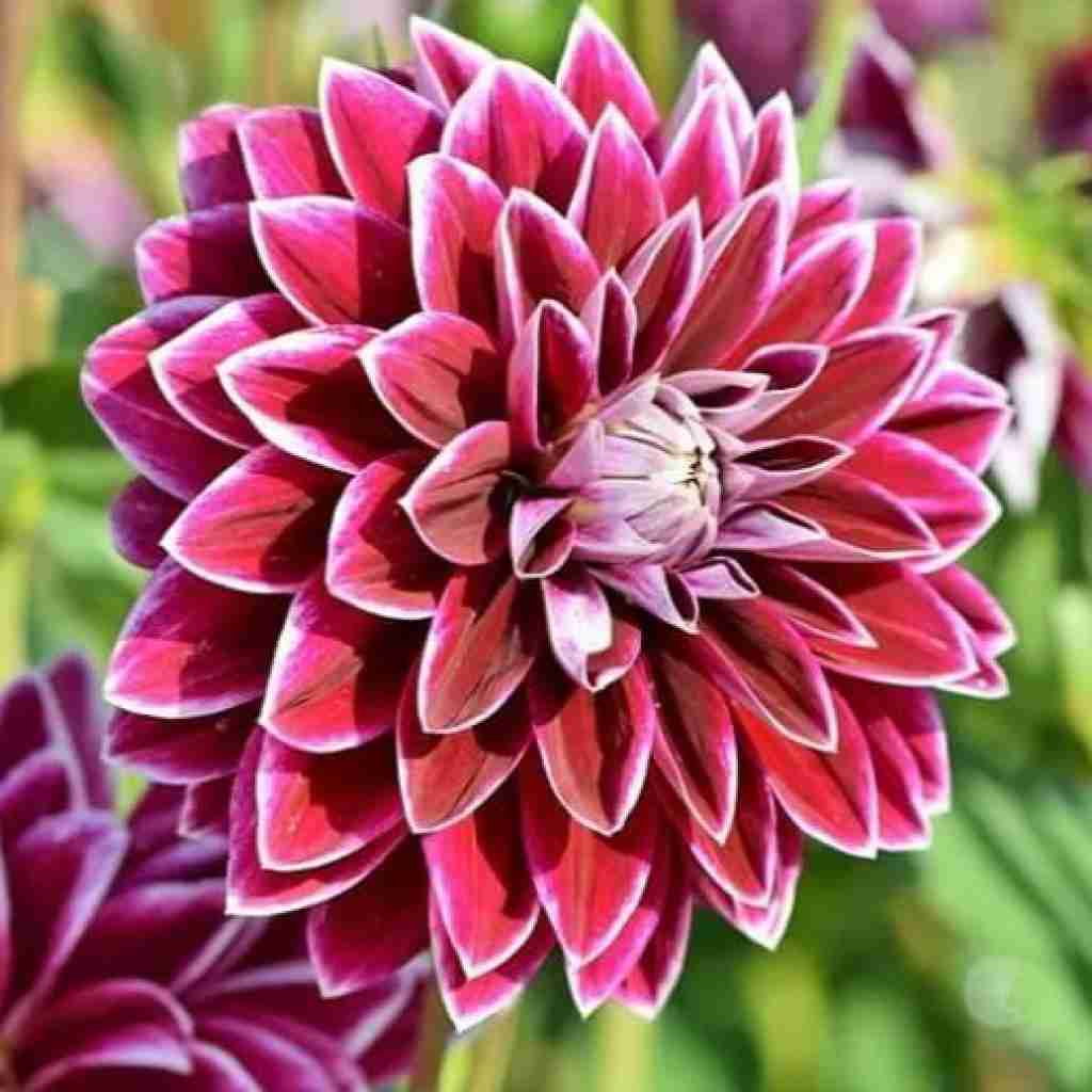  چشمانت نمیرود دیگر از یاد با صدای گیتار