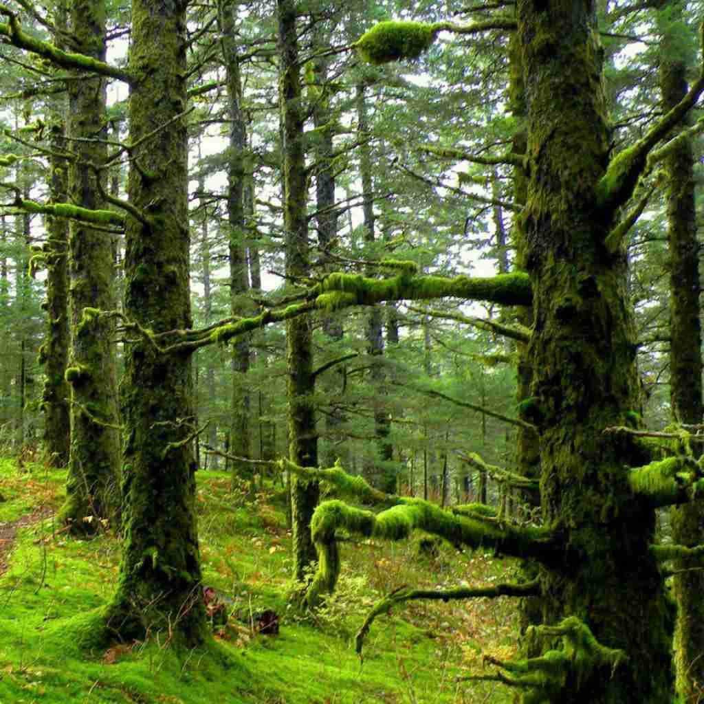 میش میش میش د موش موش موش