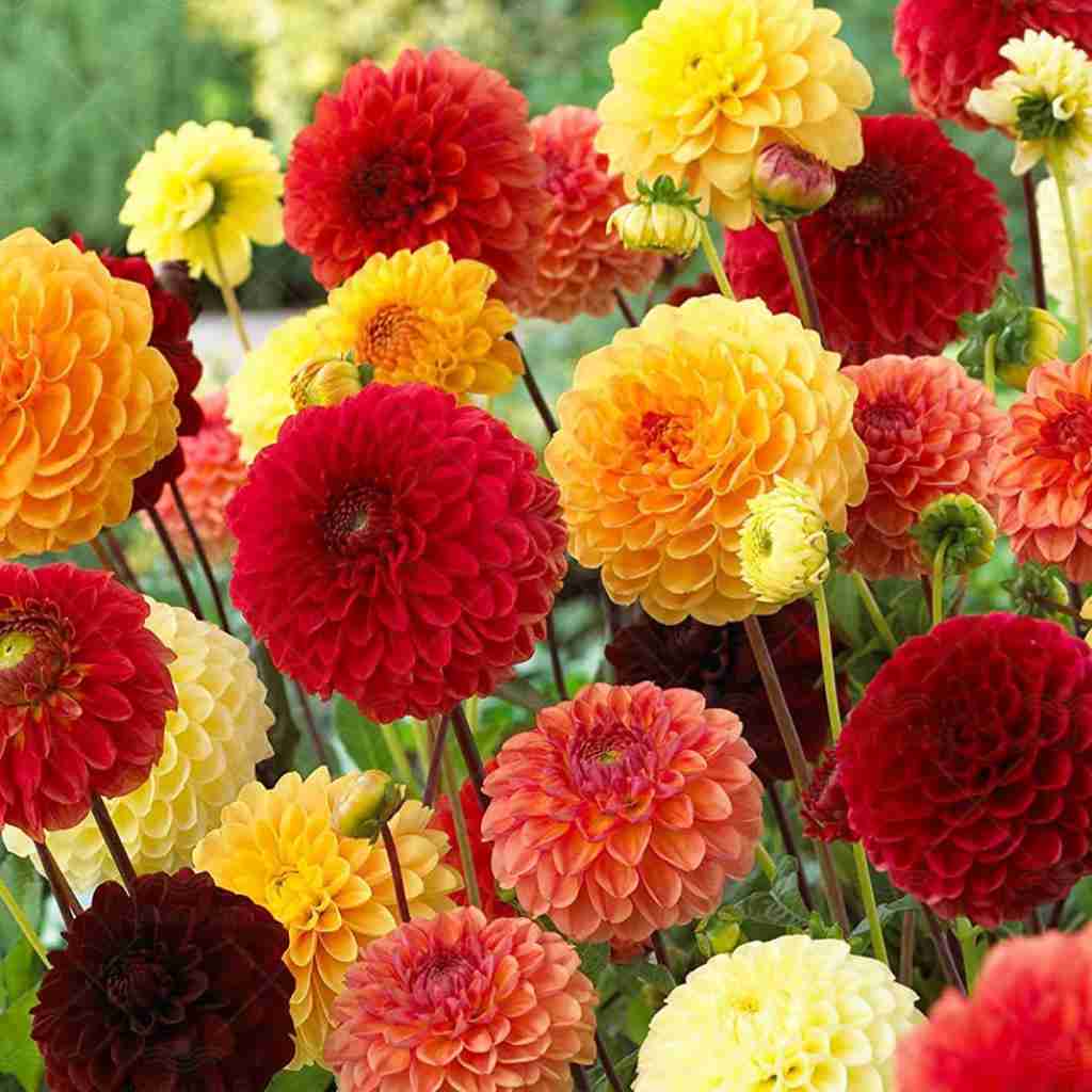 دلم یه حالی شد ای روانشناس هوش مصنوعی با صدای زن