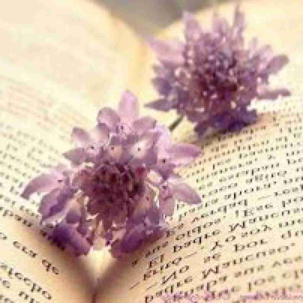 واسه من چراغ میاری وسط چشام میذاری