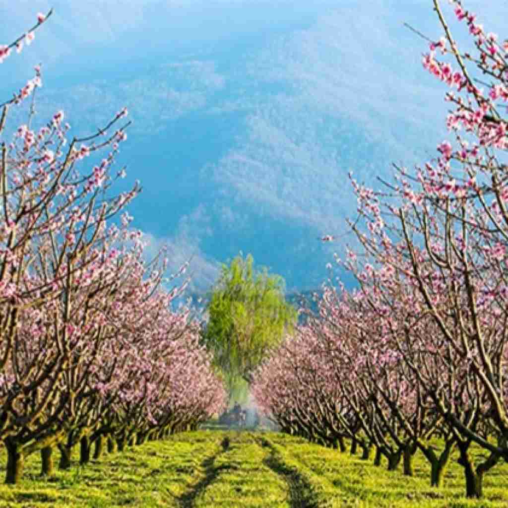  امشب تو دل شبم ستاره ام تویی هوش مصنوعی با صدای زن