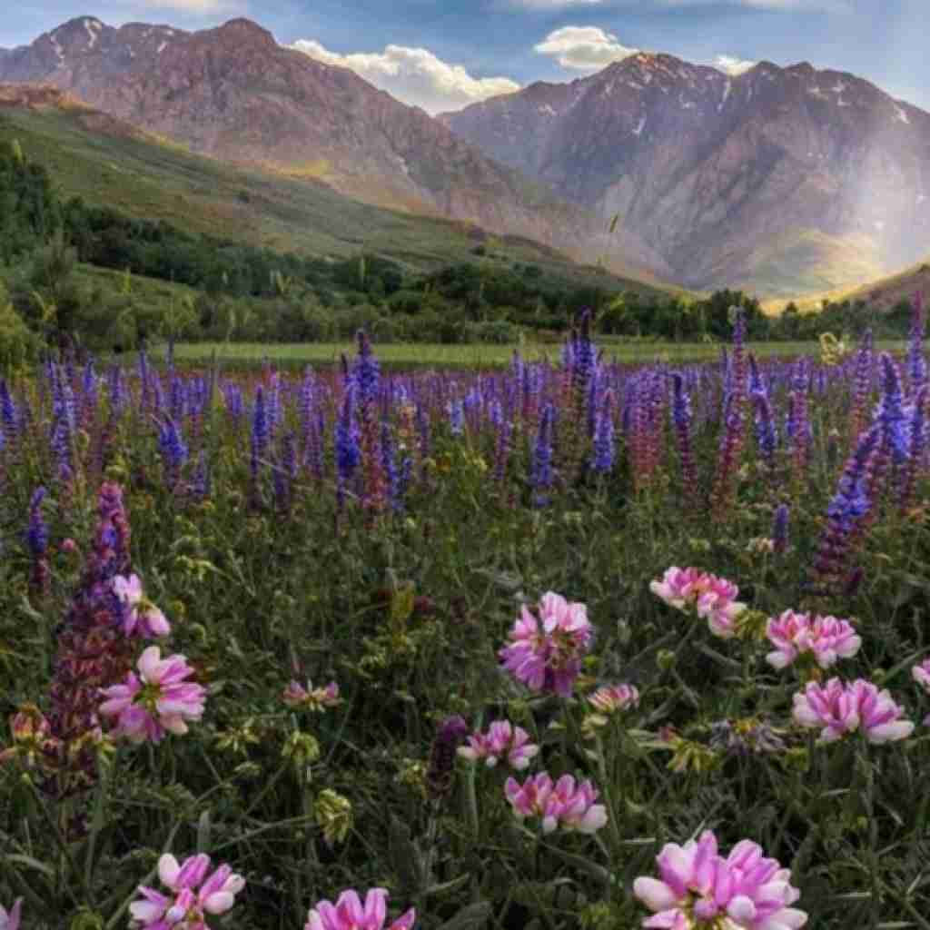  تو شمع باشی دلم پروانته هوش مصنوعی با صدای زن