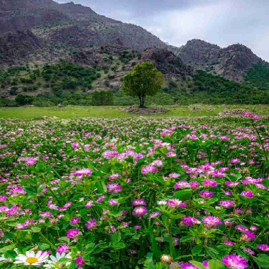 دل به دریا ها بزن از عشق بگو زیبای من هوش مصنوعی با صدای زن