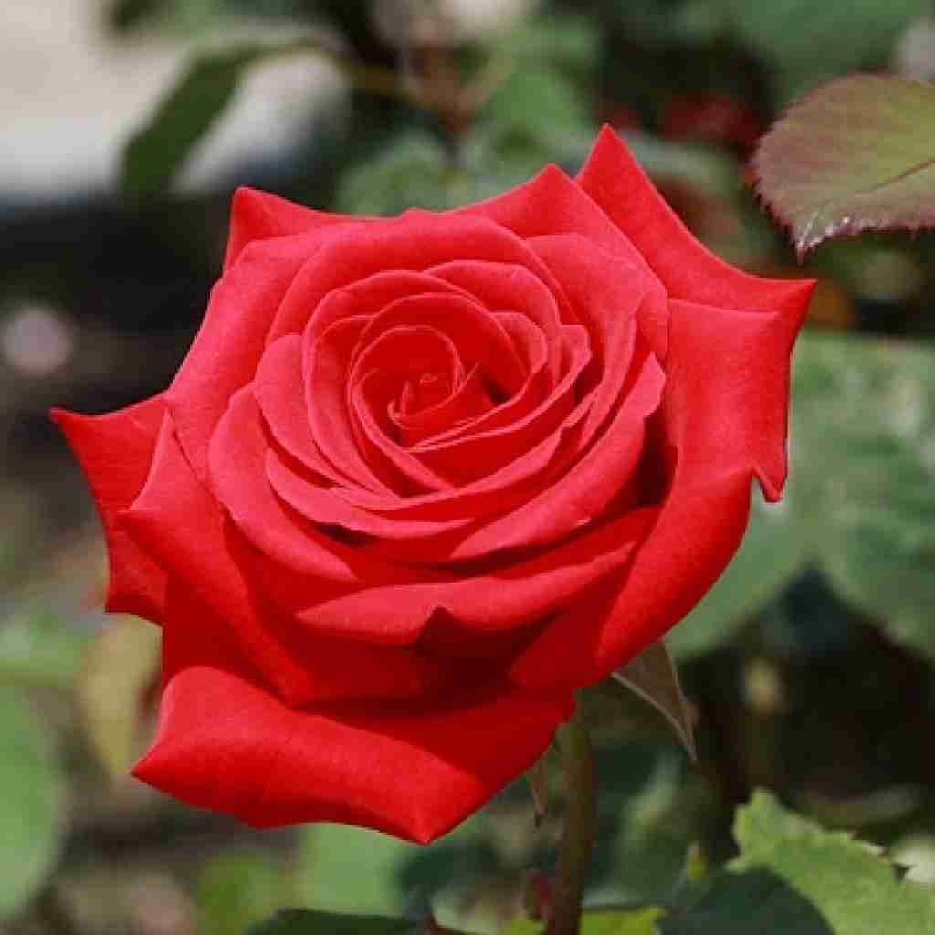 فاطمه عطایی فلک