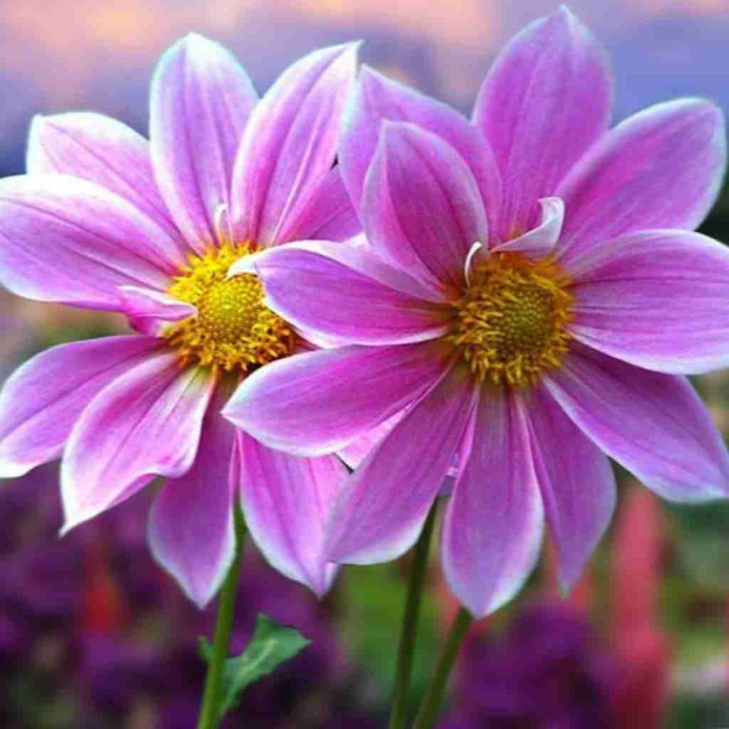 فاطمه عطایی جان باجی