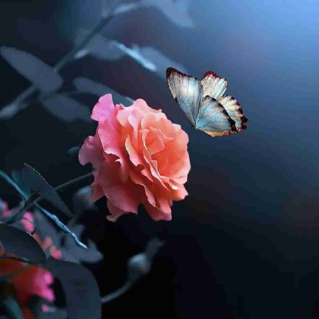 فاطمه عطایی پری پیکر