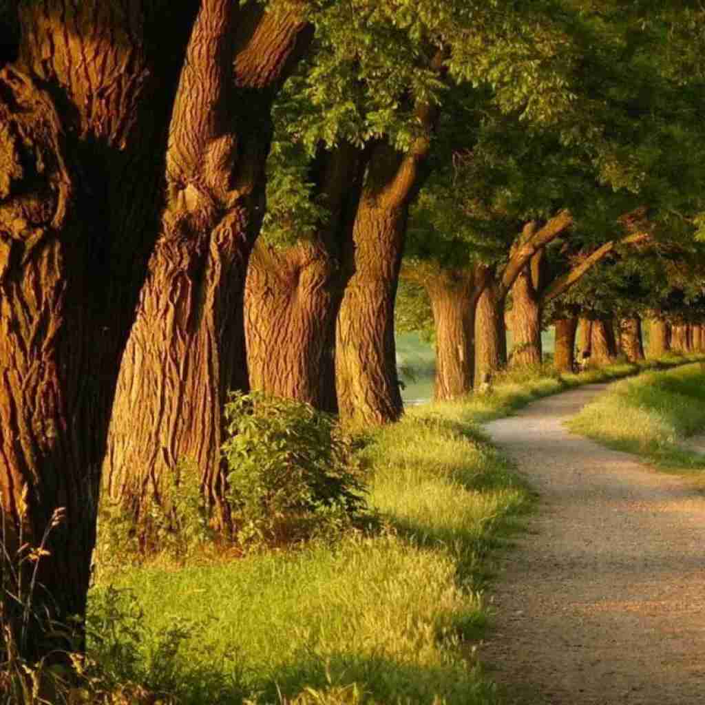 اسم منه دیه نیار جلو چشام دیه نیا با صدای بچه