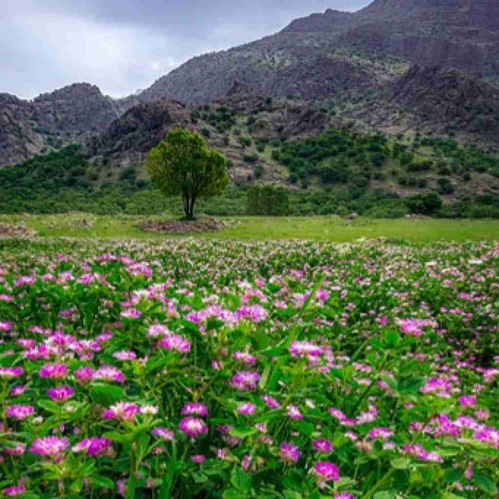 فاطمه عطایی سر کوه