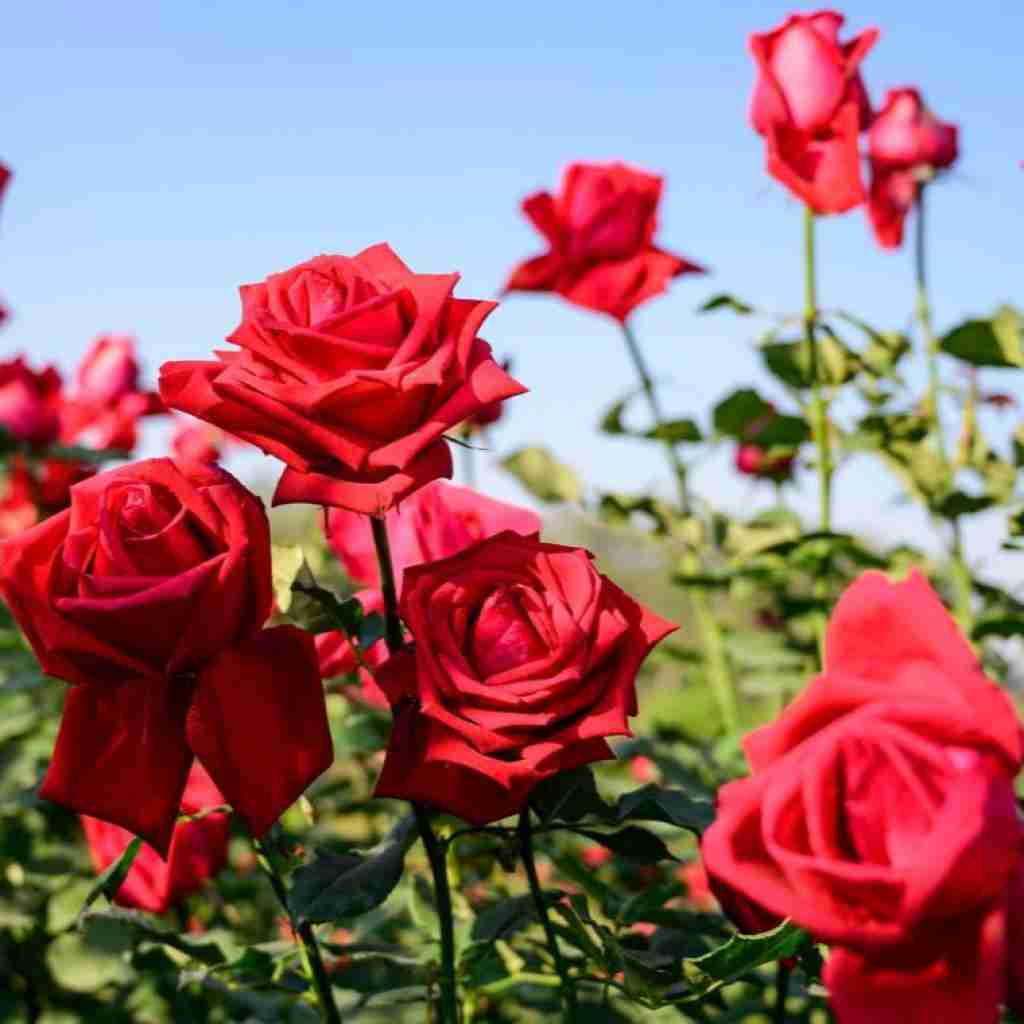یکی چاقه یکی لاغر یکی تجملیه یکی سادس ترند اینستا