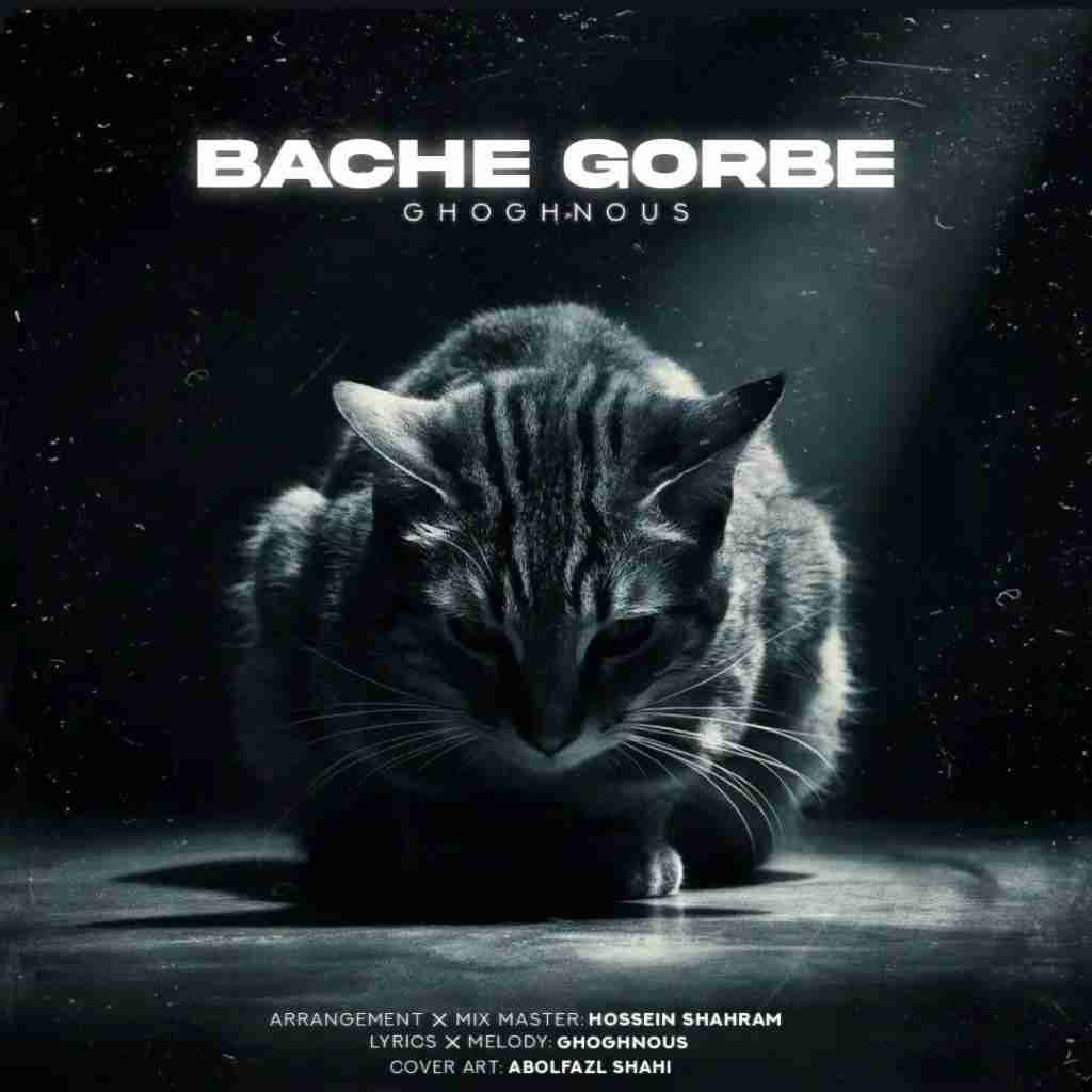 ققنوس بچه گربه