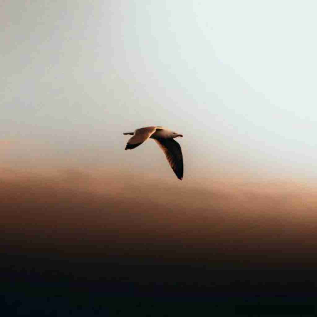 سر به راهتم من کجا سد راهتم با صدای زن - هوش مصنوعی