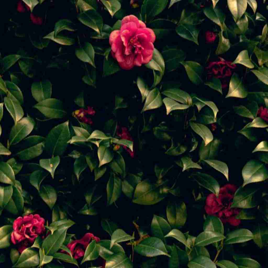 اون که رسونده به همه خودش نمیرسه منم