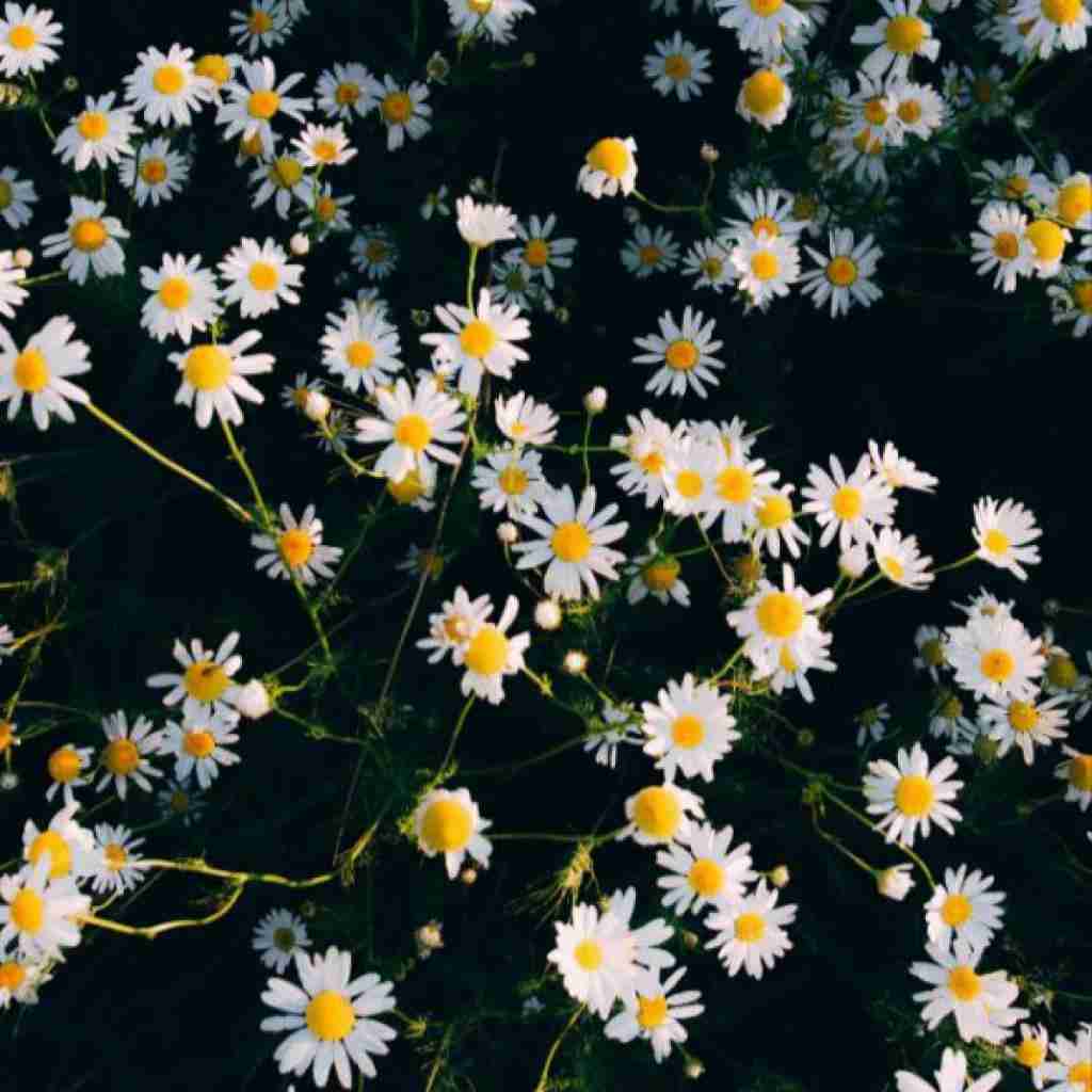 دخترای خوب میرن خونه زود شام بپزن