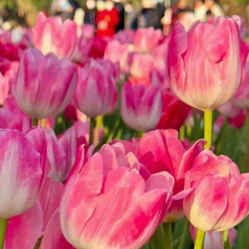 ماهک عشق بی وفا