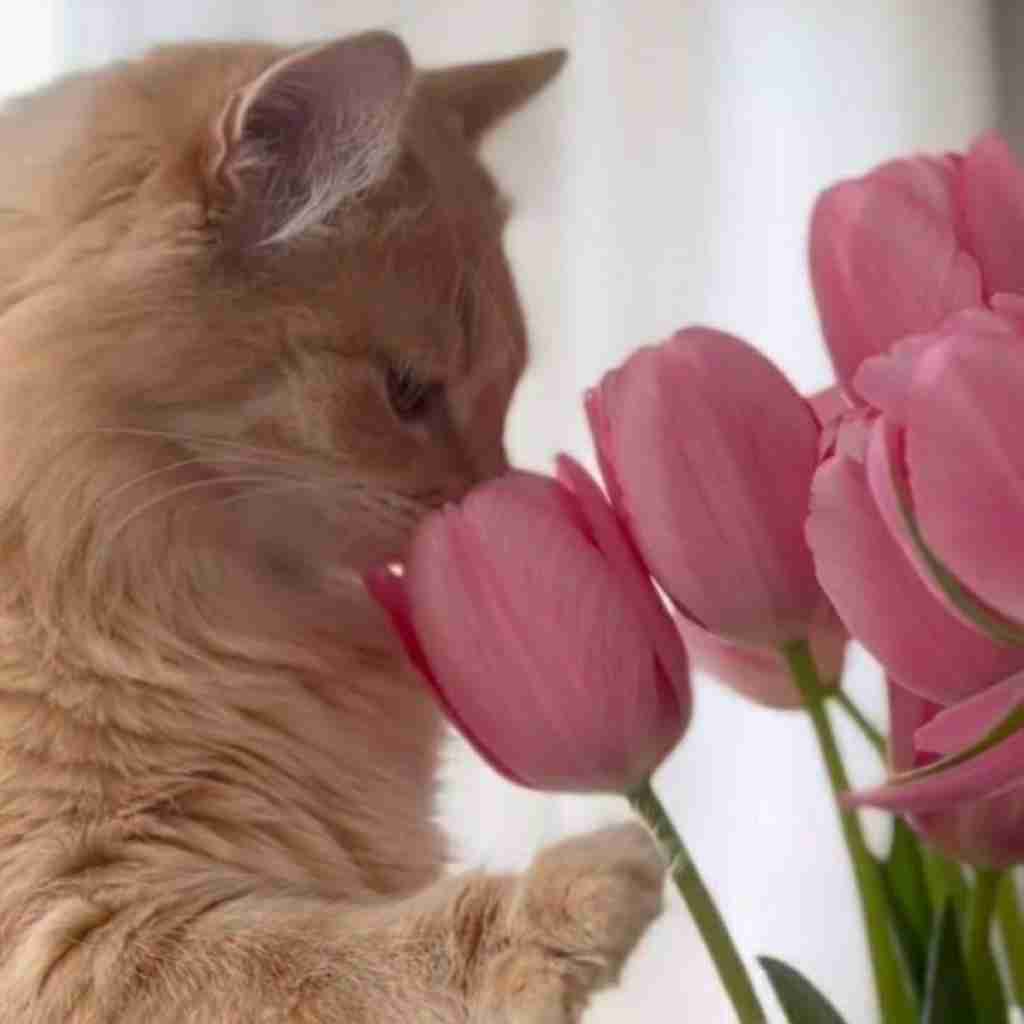 من اگه نباشم کی واسه همیشه تورو میپرسته با صدای دختر