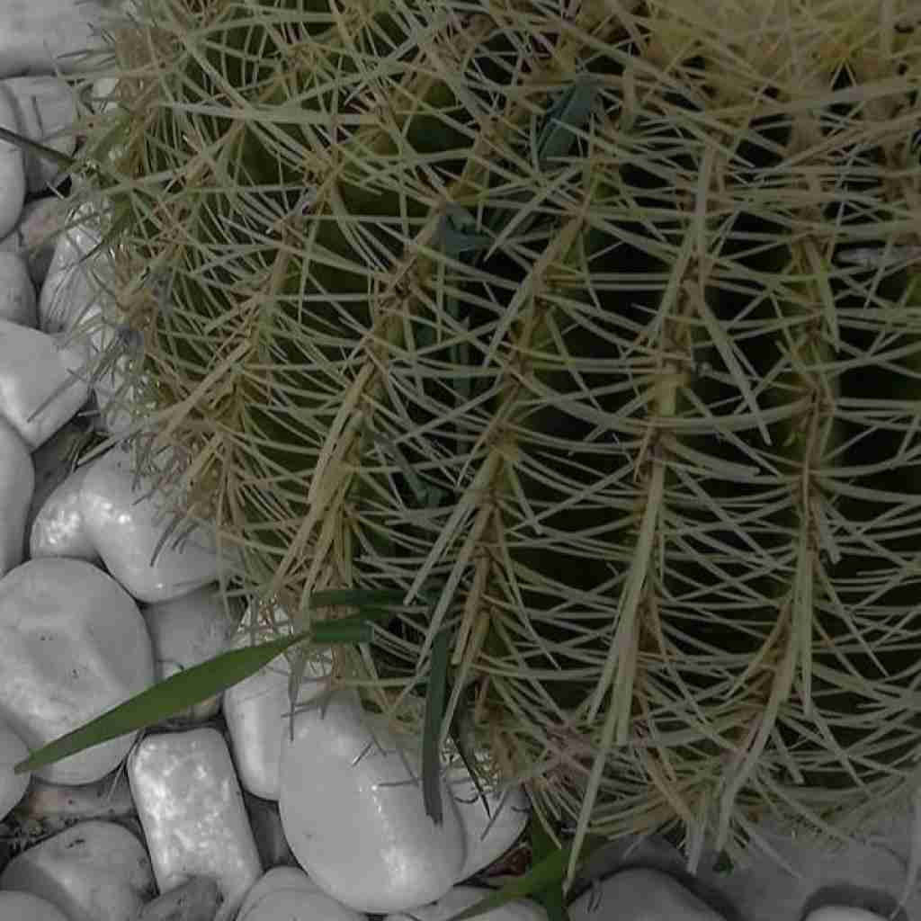 کرد طبیعت پر پر گلمو دیگه نمیشناسم حتی خودمو با صدای پسر اینستایی