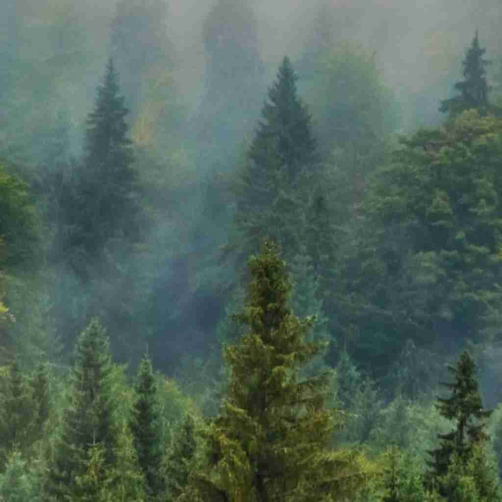 Megan Tree Stalion Where Them Girls At