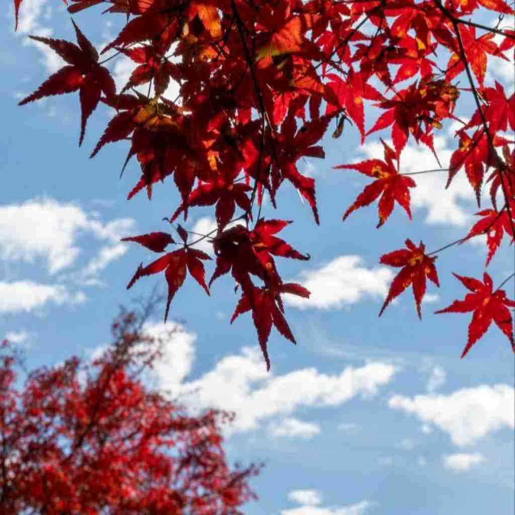 فاطمه مهلبان ای آنکه مرا دشمن و در حال نبردی