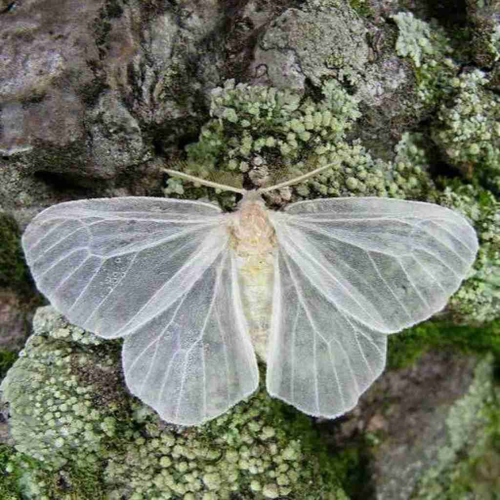 هنوزم با غمت خونه دلم تاریکه خونه با صدای دختر