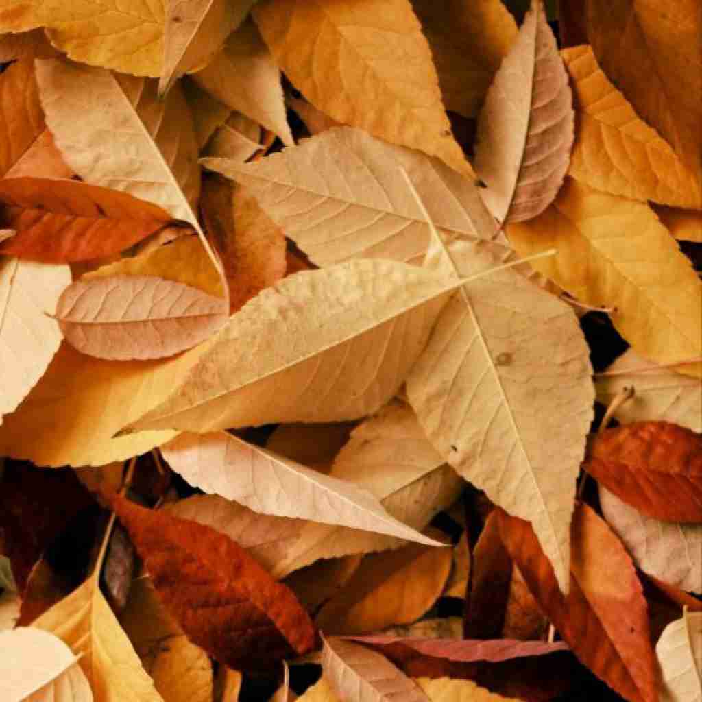 بیارید برانکارد از الان مست تا چهاره بامداد