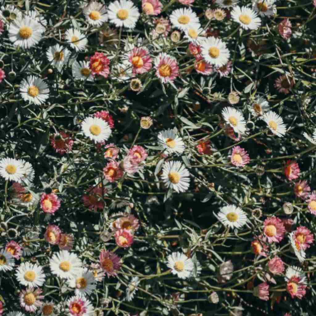 پس بدین فرصت خنده هامو با صدای پسر اینستایی