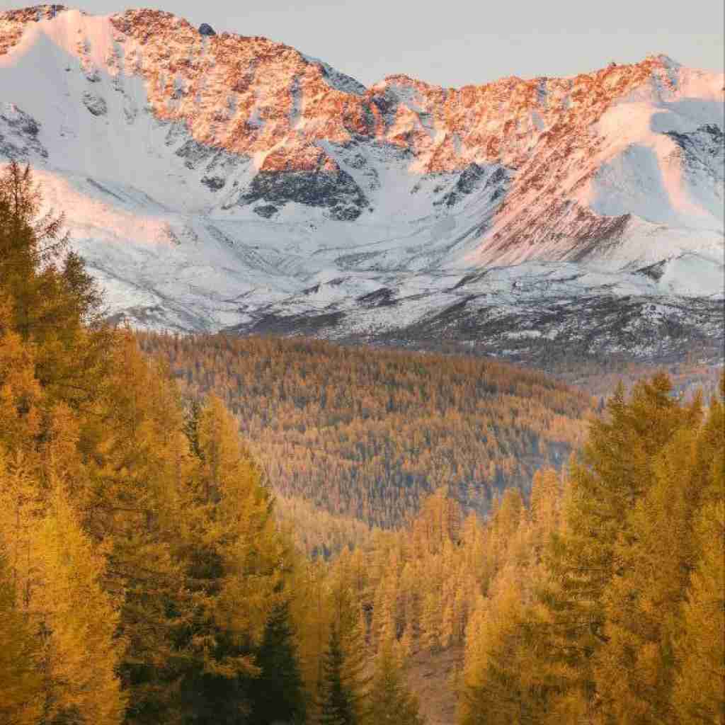  دافت پلنگه چش قشنگه ولی یه جای کارش میلنگه