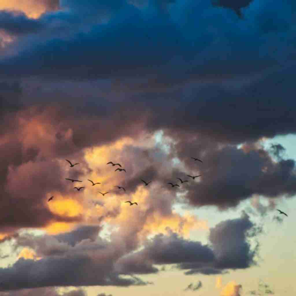  بهار اومد با گل گندم من با درد دلام با صدای دختر