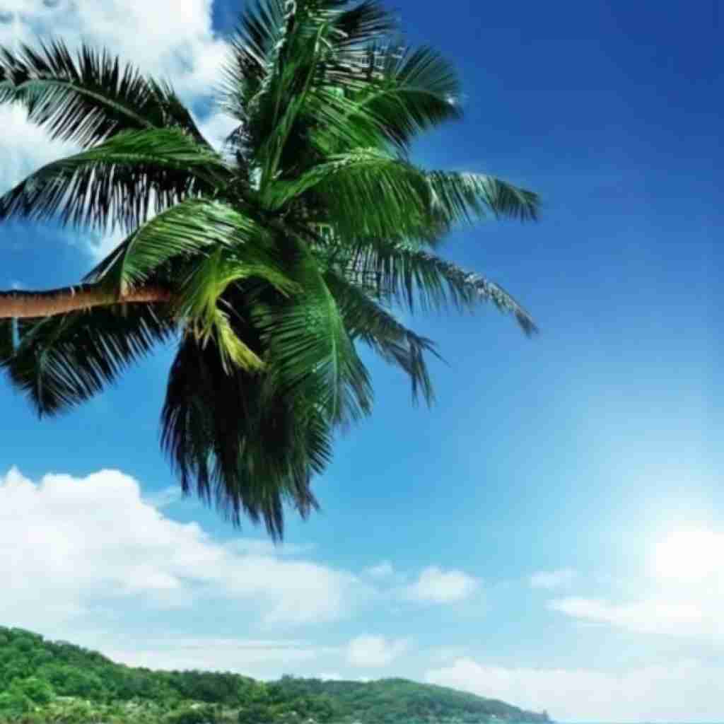 تو درو دیوار هرچی پرت نمیکردم با صدای دختر (میکس فارسی و ترکی)