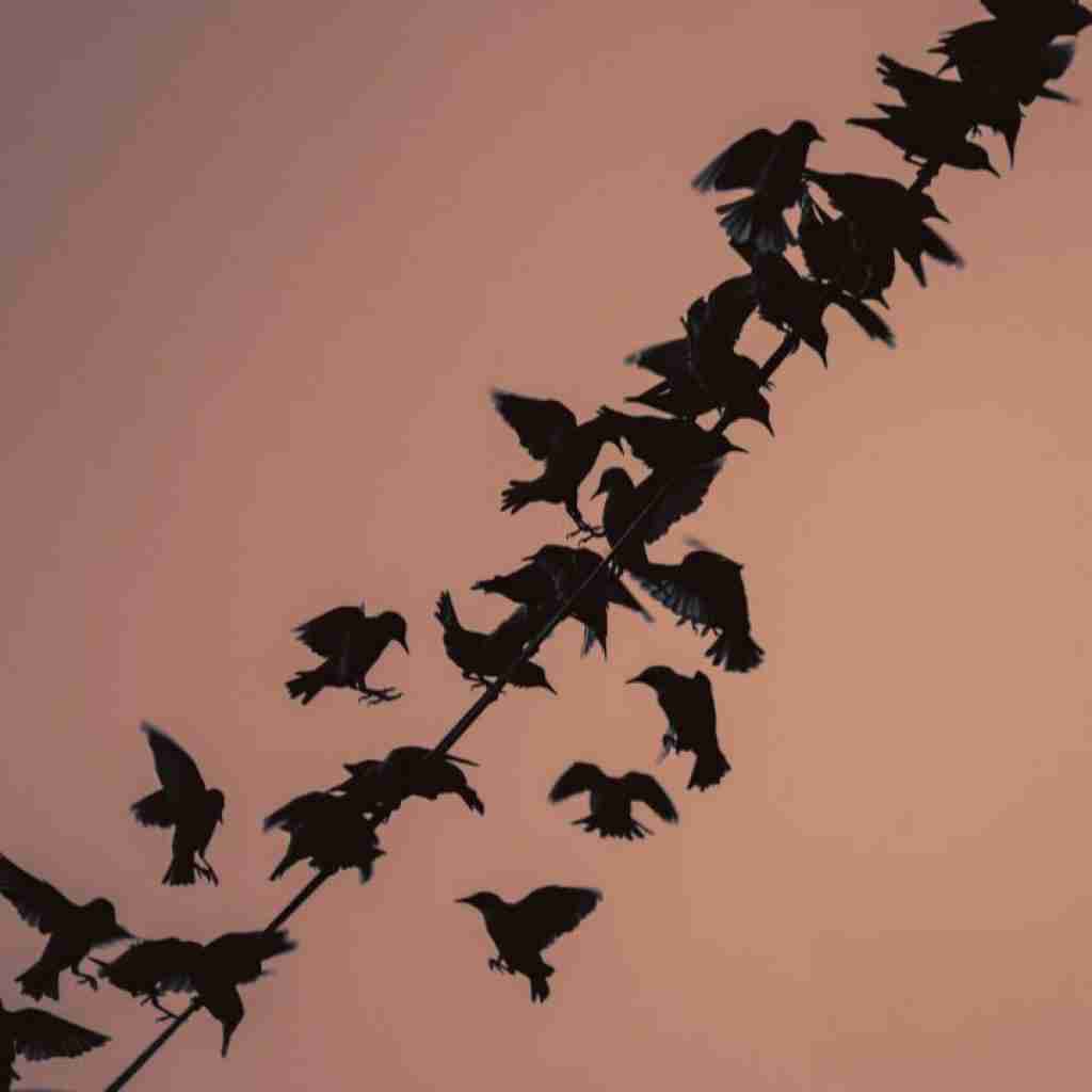  راه رویامو چه زود دزدید من یلدام با صدای دختر