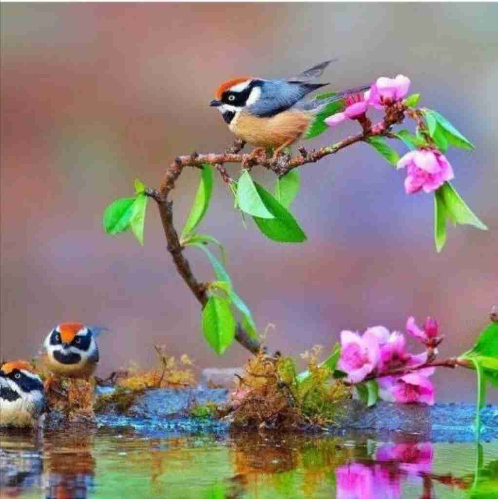 دوتا پیک شات چیشد که عروسکا شدن لات