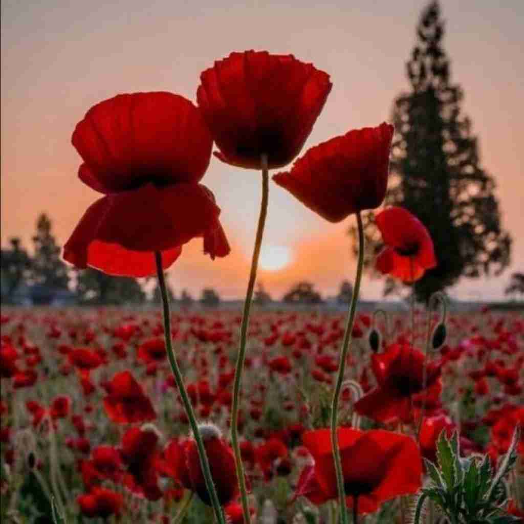 آفتاب لب بومه روز کارش تمومه – چالش تیک تاک