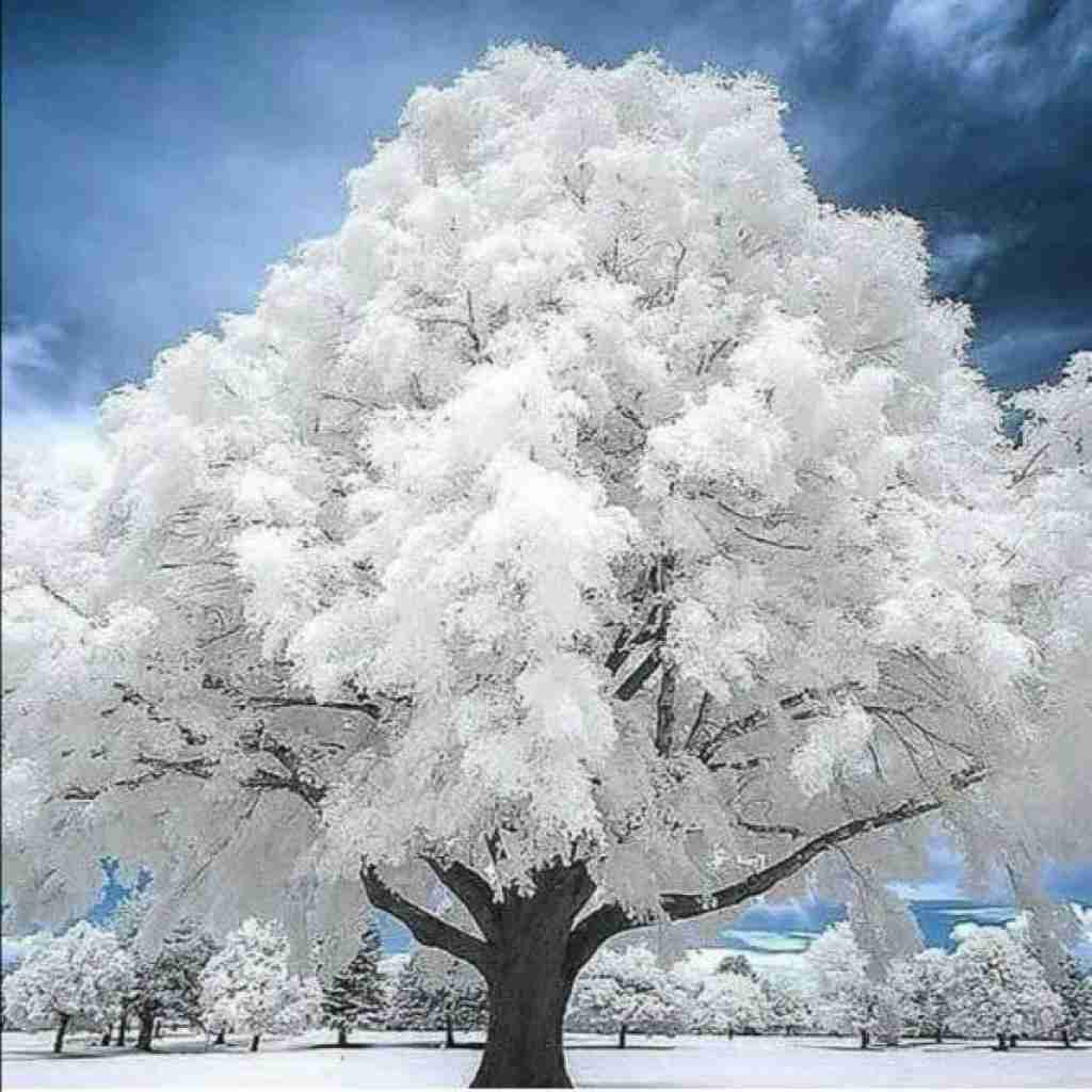  اوکانه کاسه گو اوررا وا استار