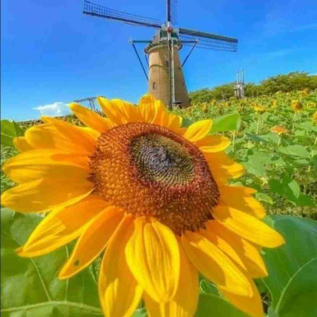  اگه یه روز بگم از این حکایت که به تو کردم