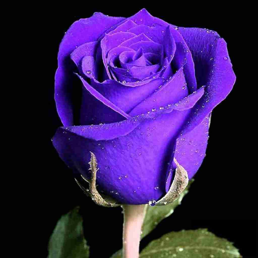 پیکا سلامتیت بالا میرفت هرشب