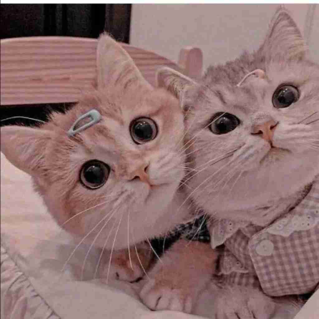 حاجی قدو ببین یا خدا فیسو ببین یا خدا