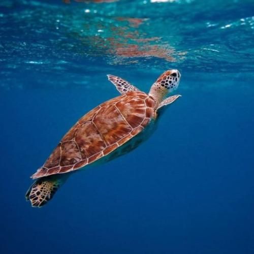 دانلود آهنگ جدید میگن هر چی زیبا تر باشه گل خارشم بیشتره