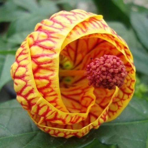 دانلود آهنگ جدید دافش کوچولو موچولو مث پیکسل ریلزش لایک داره