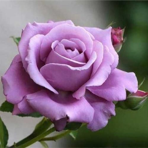 دانلود آهنگ جدید یادت رفت منو یادم رفت تو رو دادم رد برو حالم بد شد