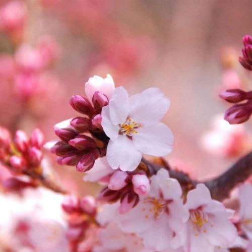 دانلود آهنگ جدید خوش خنده بود یه رو این برج زهرمار ندید ما رو