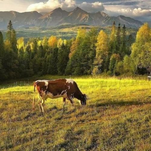 دانلود آهنگ جدید میباره بارون تو نیستی بغلم نمیتونم جاده رو برم آروم