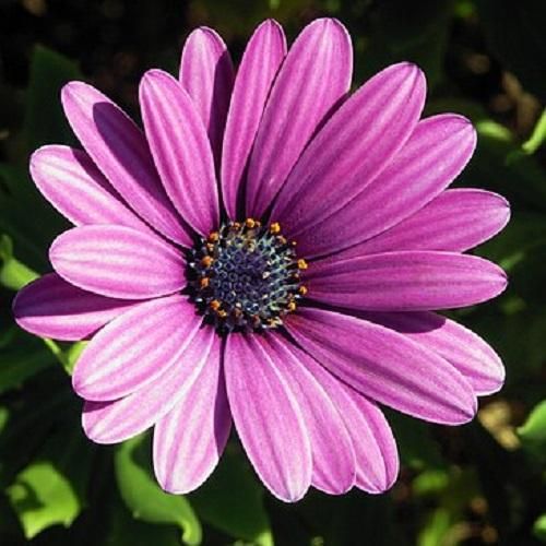 فاطمه مهلبان ما درد مشترک شدیم در این هیاهوی زمین